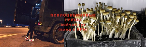 кокс Ладушкин